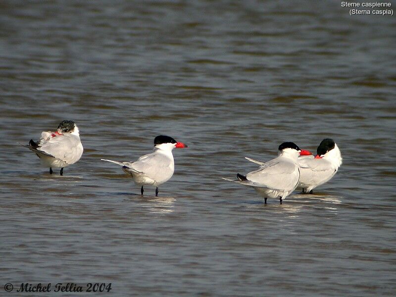 Caspian Tern