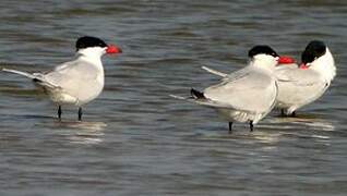 Caspian Tern