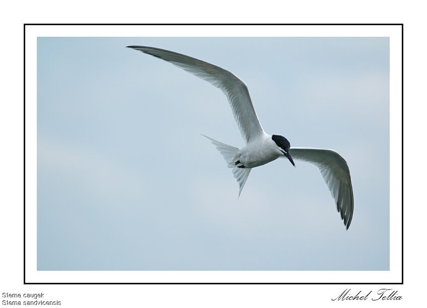 Sandwich Tern