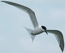 Sandwich Tern