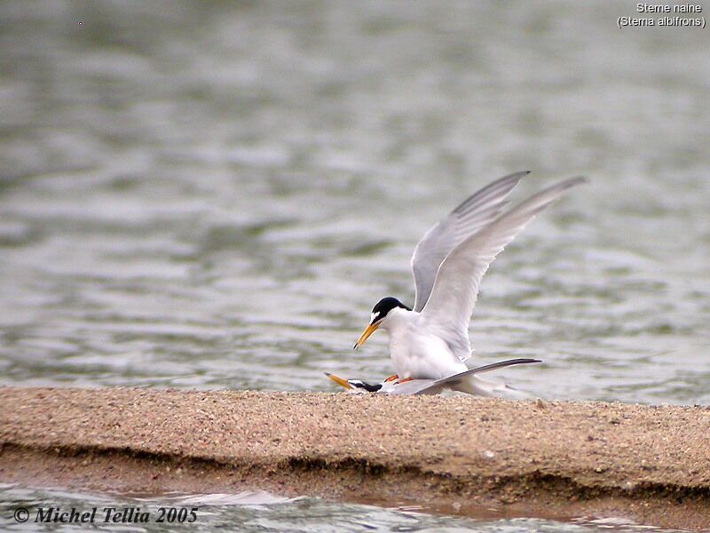 Little Tern