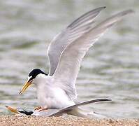 Little Tern