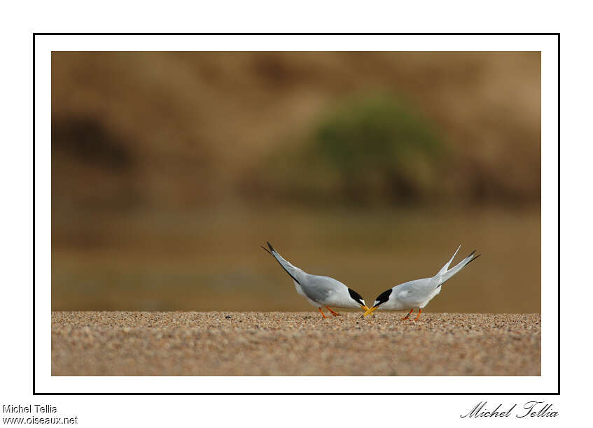 Little Ternadult breeding, courting display