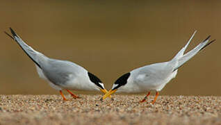 Little Tern