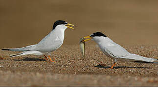 Little Tern