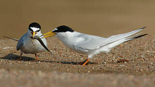 Little Tern