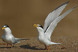 Little Tern