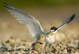 Little Tern