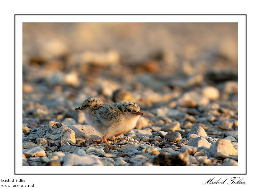 Little TernPoussin, identification