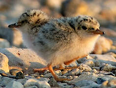 Little Tern