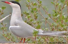 Common Tern