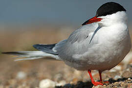 Common Tern