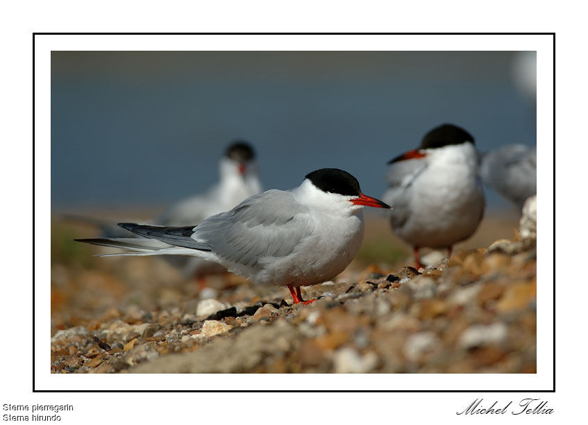 Common Tern