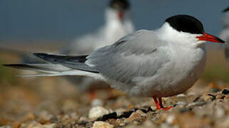 Common Tern