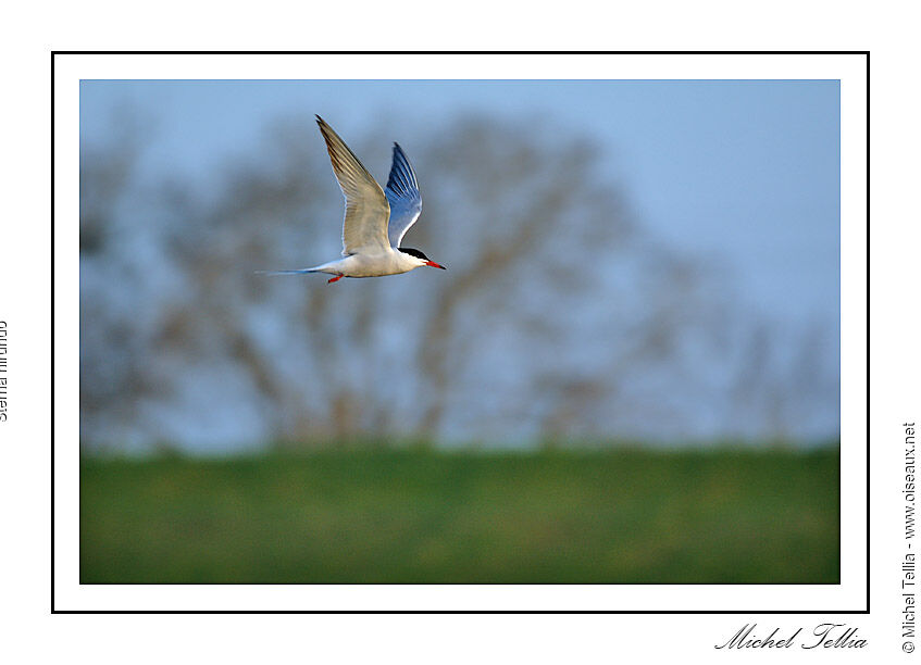 Common Tern