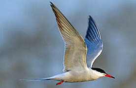 Common Tern