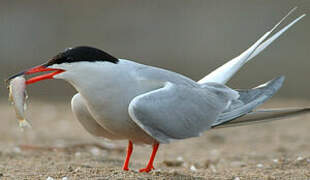 Common Tern