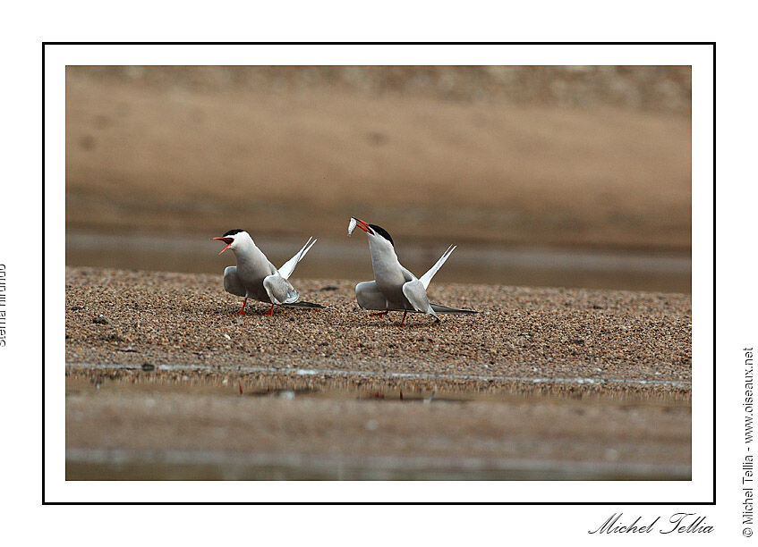 Common Tern