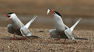 Common Tern