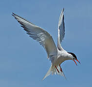 Common Tern