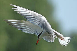 Common Tern