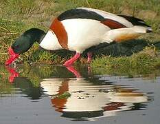 Common Shelduck