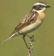 Whinchat