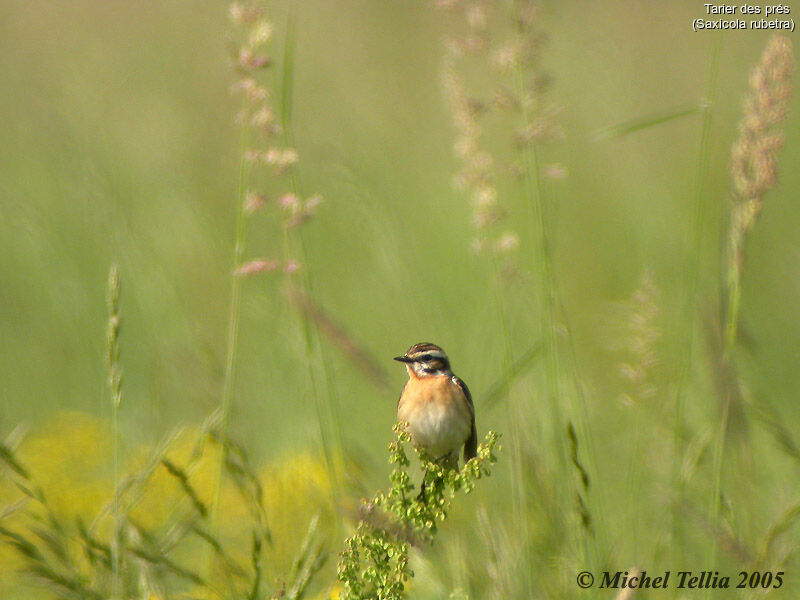 Whinchat