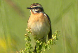 Whinchat