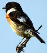 European Stonechat