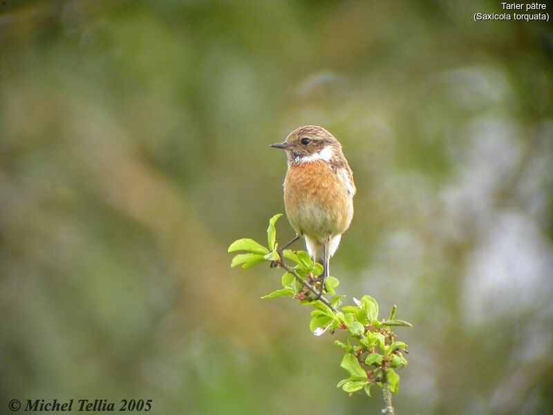 European Stonechat