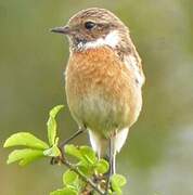 European Stonechat