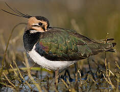 Northern Lapwing