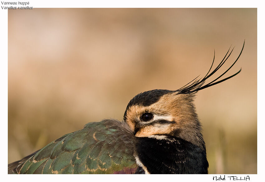 Northern Lapwing