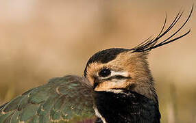 Northern Lapwing