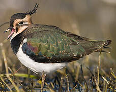 Northern Lapwing