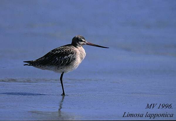 Bar-tailed Godwit