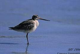 Bar-tailed Godwit