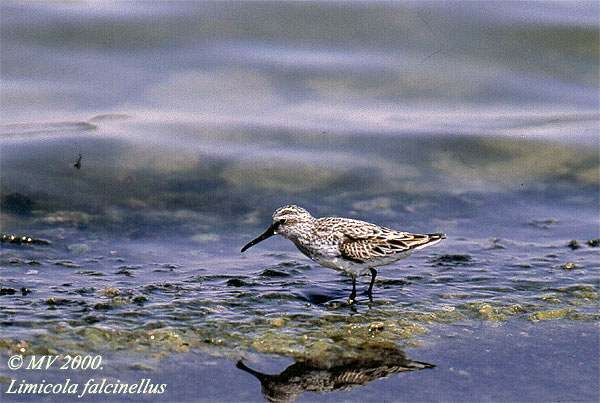 Broad-billed Sandpiper