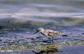 Broad-billed Sandpiper