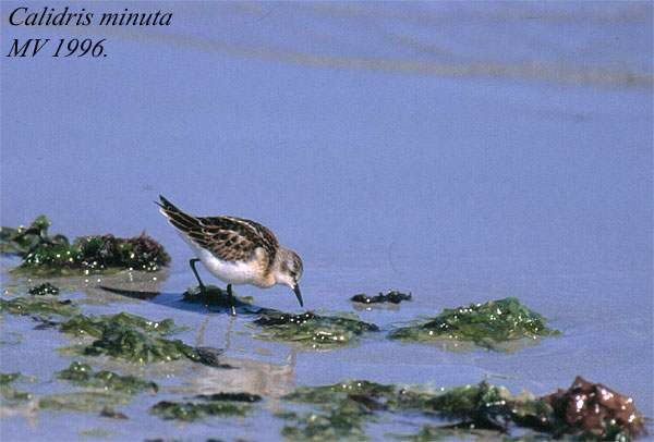 Little Stint