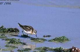 Little Stint