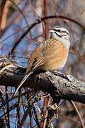 Rock Bunting