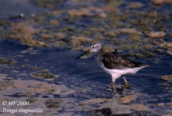 Marsh Sandpiper