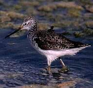 Marsh Sandpiper