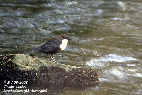 White-throated Dipper