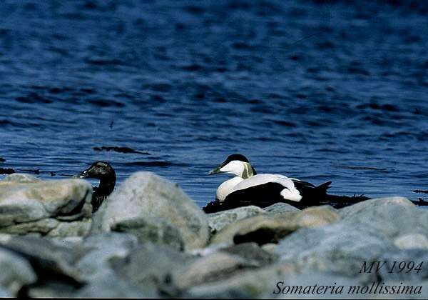 Eider à duvet