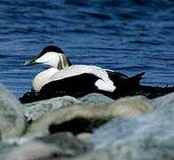 Common Eider