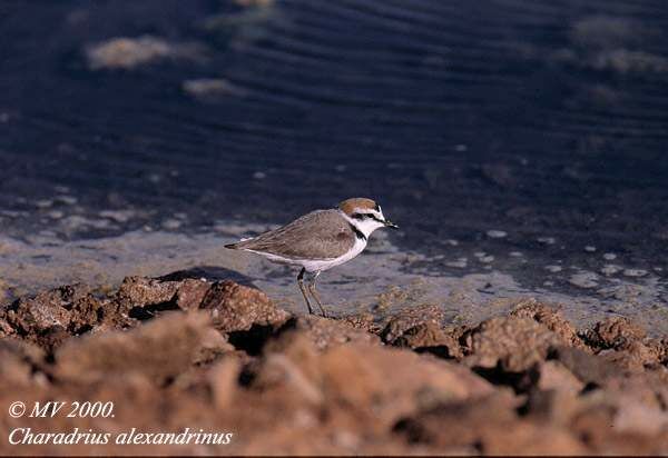 Kentish Plover