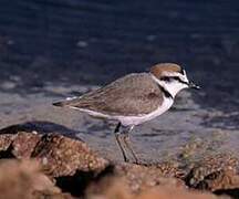 Kentish Plover